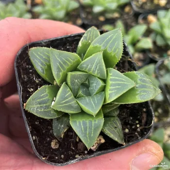 Haworthia Retusa with 3" Pot