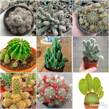 Mini Cacti Combo Of 9 Plants (Mammillaria Zeilmanniana, Echinopsis Chamaecereus, Sulcorebutia, Echinopsis Tubiflora, Fairy Castle, White Bunny Ear,  Mammillaria Elongata, Mammillaria Prolifera, Red Bunny Ear)