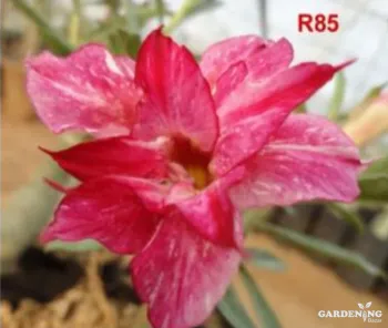 Grafted Adenium Obesum R85