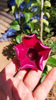 Allamanda Red