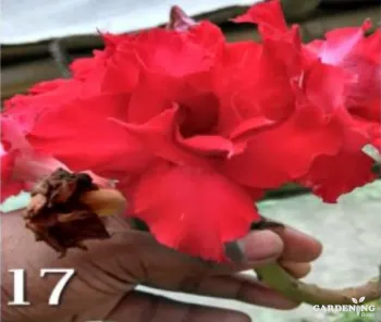 Grafted Adenium Obesum R17