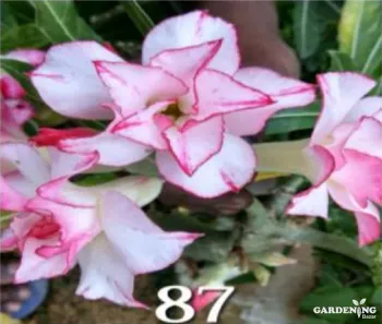 Grafted Adenium Obesum R87