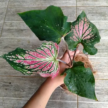 Thai Beauty Caladium