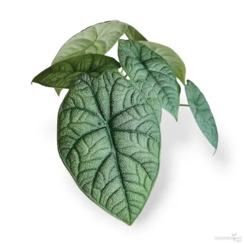 Melo (Aglaonema melo)