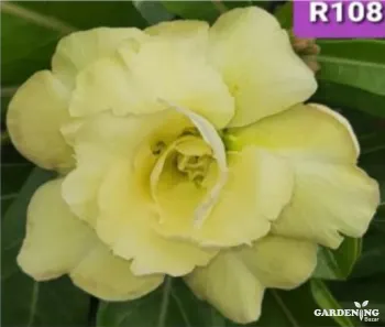 Grafted Adenium Obesum R108