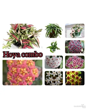 Hoya Combo Of 10