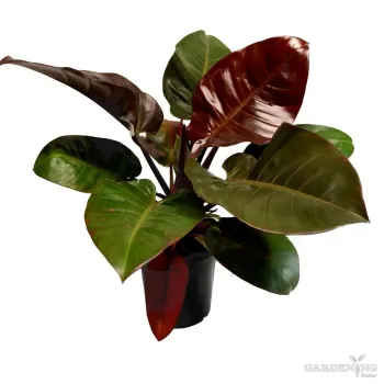 Philodendron Black Cardinal Hybrid
