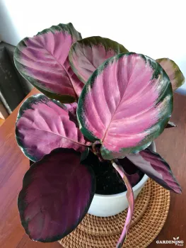 Calathea Roseopicta