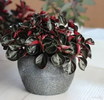 Peperomia Metallica