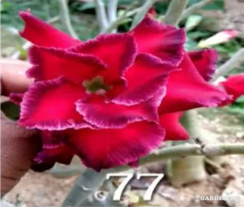 Grafted Adenium Obesum R77