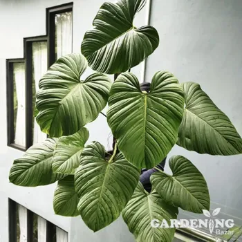 Philodendron Nangaritense