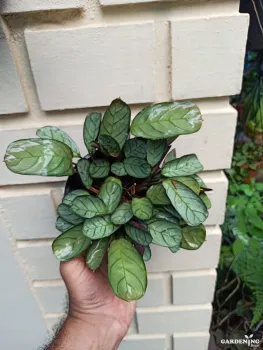 Ctenanthe Burle Marxii Amagris