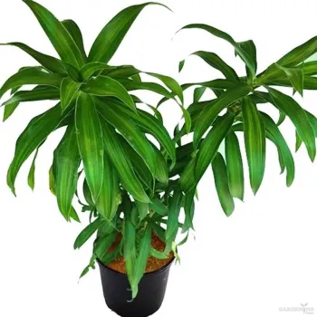 Song of India Dark Green