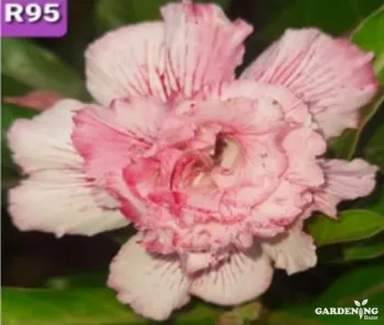 Grafted Adenium Obesum R95