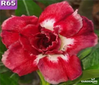 Grafted Adenium Obesum R65