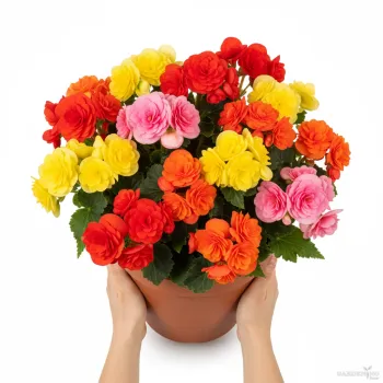 Begonia Thy Illumination Mix Qty(05)