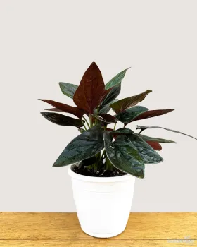 Syngonium Black
