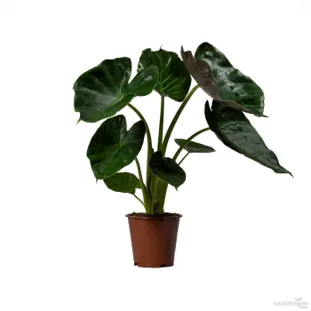 Alocasia Wentii