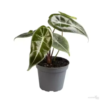 Grandis (Aglaonema grandis)