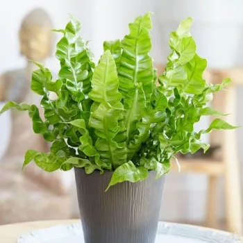 Asplenium crispy wave