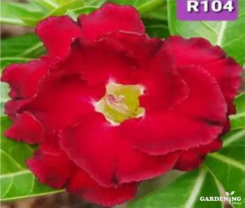 Grafted Adenium Obesum R104