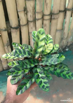 Calathea Rattlesnake