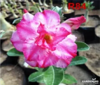 Grafted Adenium Obesum R84