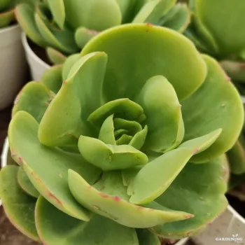 Cabbage Rose (Echeveria Pallida) with 3" Pot