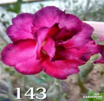 Grafted Adenium Obesum R143