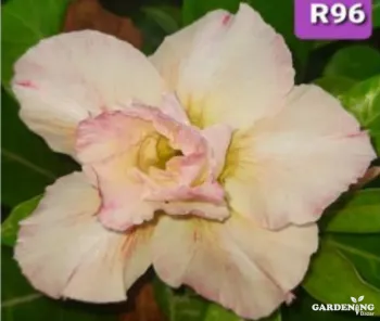 Grafted Adenium Obesum R96