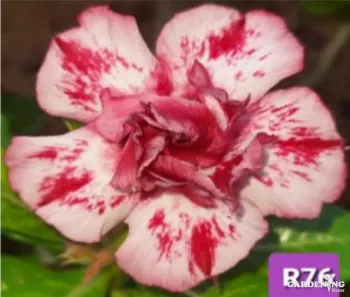 Grafted Adenium Obesum R76