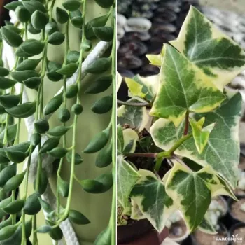 Mini Succulent Combo Of 2 Plants(English ivy, string of tears)