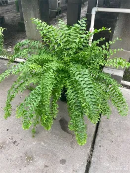 Fish Tail Fern
