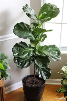 Fiddle-leaf Fig