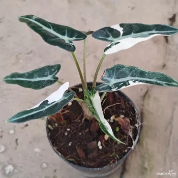 Bambino Plant (Ficus lyrata ‘Bambino’)