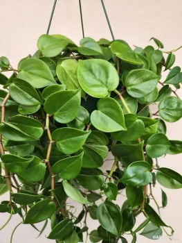 Peperomia Scandens Green