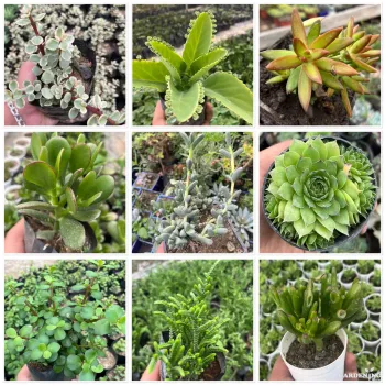 Succulent Combo of 9 Plants (Variegated Portulacaria Afra, Kalanchoe Daigremontiana (Mother of Thousands), Sedum Nussbaumerianum, Crassula Ovata, Corpuscularia Lehmannii, Laxmi Kamal, Jade plant elephant bush, Rattail Crassula, Gollum)