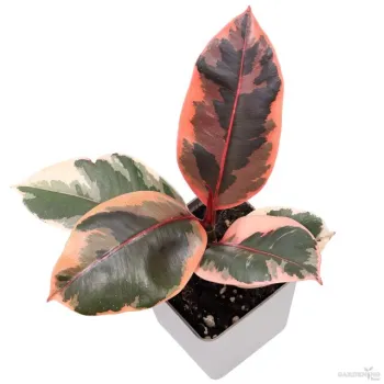 Ficus Ruby