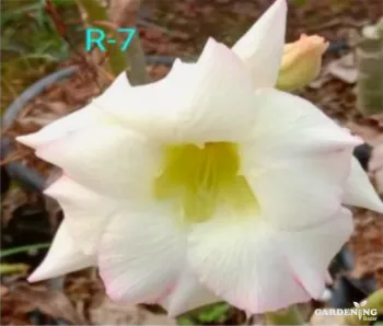 Grafted Adenium Obesum R7