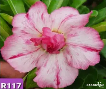 Grafted Adenium Obesum R117