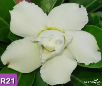 Grafted Adenium Obesum R21