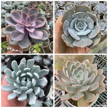 Succulent Combo of 4 Plant (Echeveria Pink, Echeveria lilacina, Sedeveria ‘Blue Elf', Echeveria Menina)