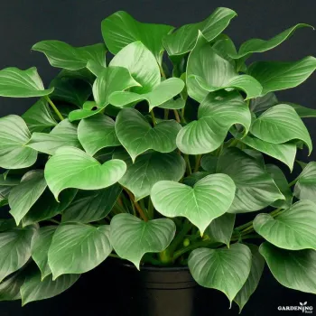 Homalomena Emerald Gem