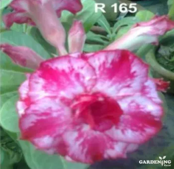 Grafted Adenium Obesum R165
