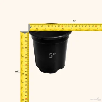 Black Thermoform Pot 5 inch (Set of 10)