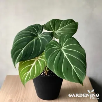 Philodendron Gloriosum