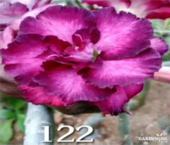 Grafted Adenium Obesum R122