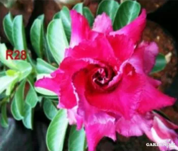 Grafted Adenium Obesum R28