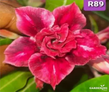 Grafted Adenium Obesum R89