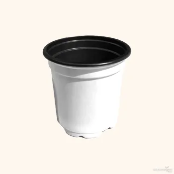 White Thermoform Pot 6 inch (Set of 100)